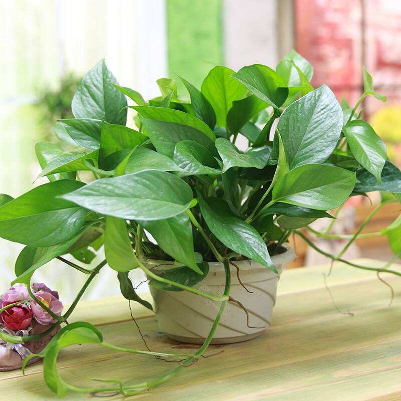 花卉最好有机肥,花卉最好的复合肥