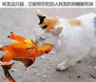 中国锦鲤的现状,中国锦鲤公布名单