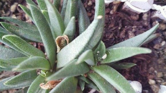 多肉白色的虫子怎么消灭,冬天多肉长白色的小虫子怎么办