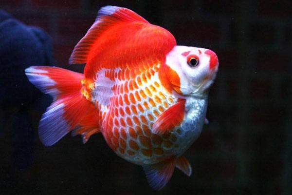 兰寿金鱼光线要求,兰寿泰狮鎏金三种金鱼能混养吗