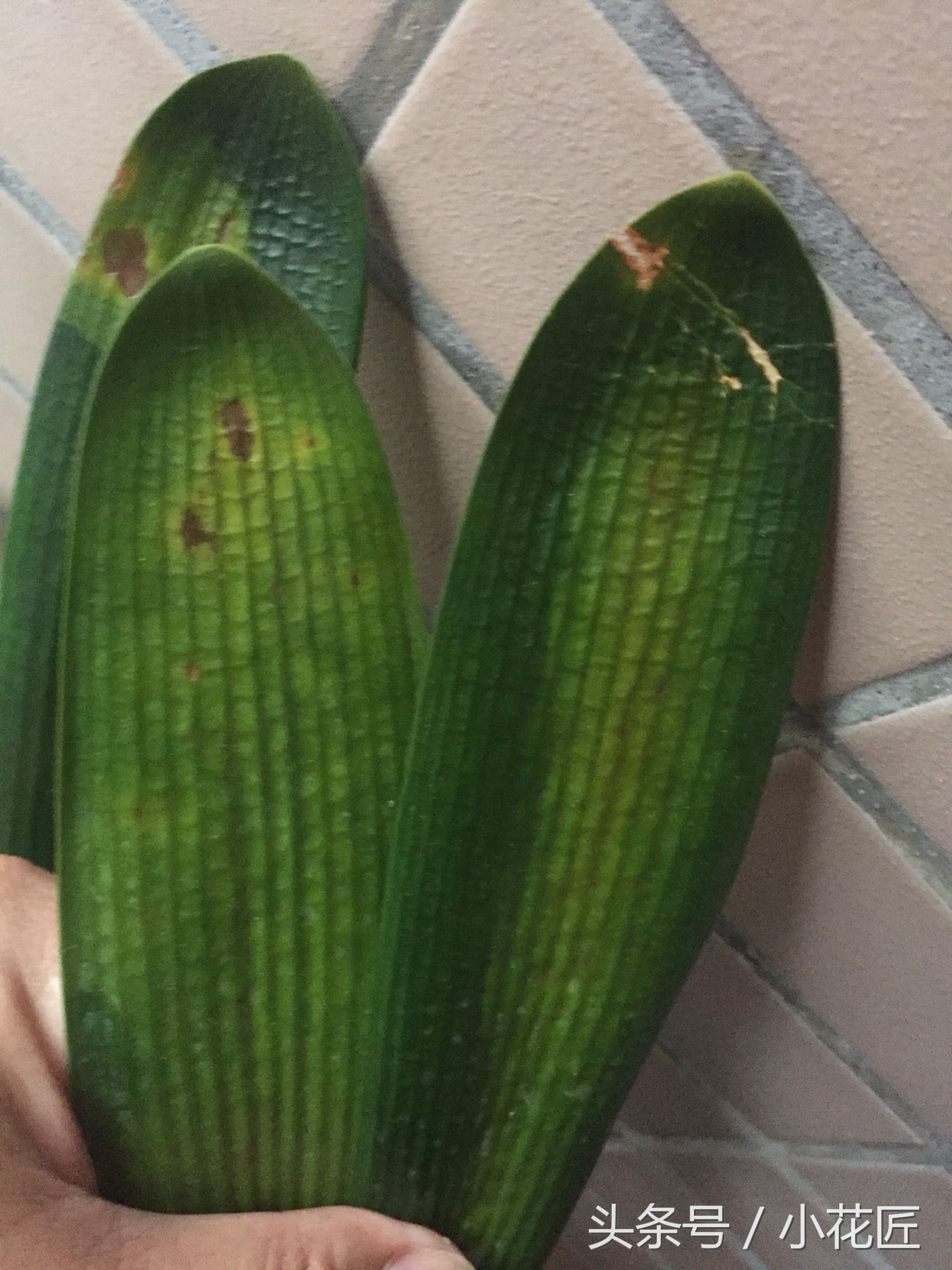 君子兰黄叶烂叶该怎么补救,君子兰烂叶像水烫了怎么办