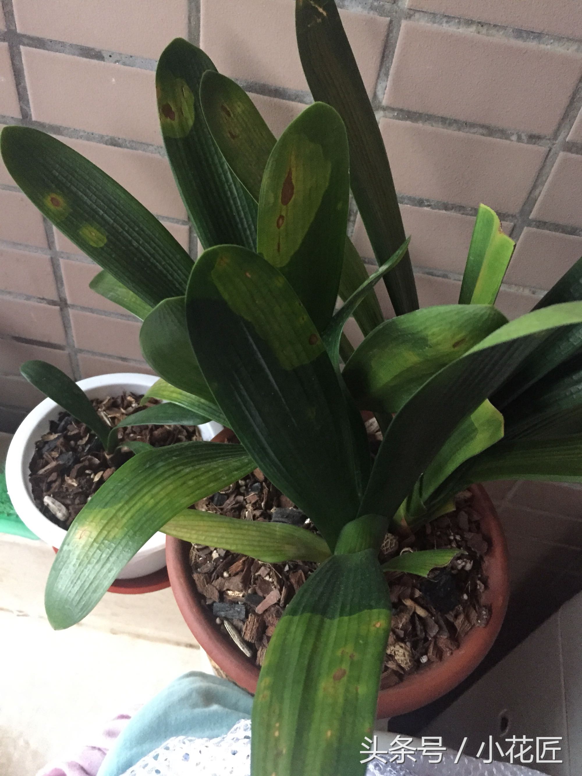 君子兰能不能晒太阳叶子发黄,为什么君子兰叶片发紫黑色