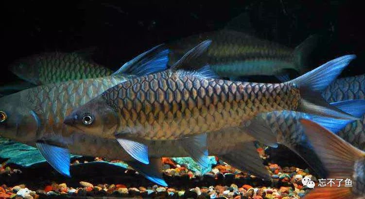 鱼怎么才能知道真假,如何分辨真假白鱼