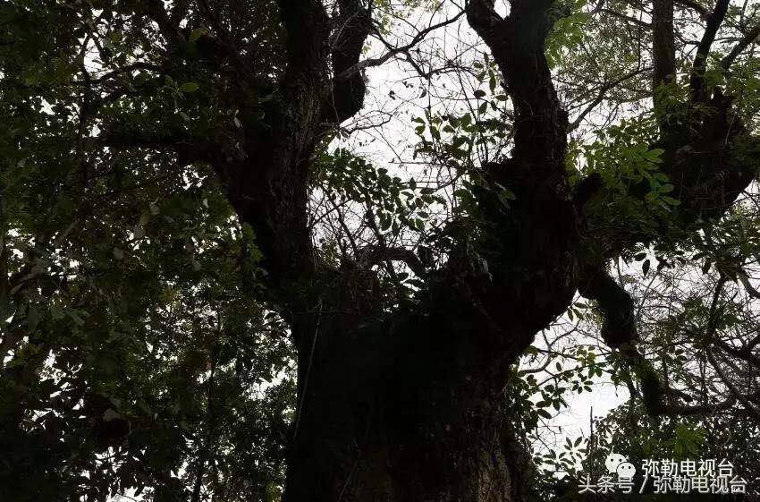 云南红河弥勒瀑布,弥勒滴水滩瀑布