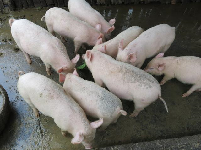 副猪嗜血杆菌病的处理意见,猪保育阶段怎么治疗副猪嗜血杆菌