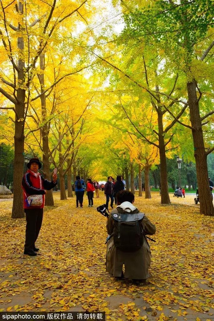 北京这些经典赏红叶地方景美路又顺！