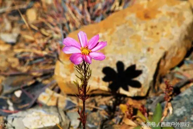拉萨林芝旅游攻略最新四天三夜,拉萨旅游攻略超详细