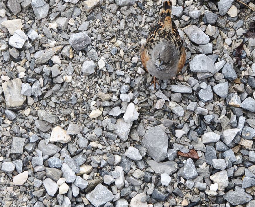 涓芥睙娆洪獥娓稿,涓芥睙娓稿琚悓琛岄獥