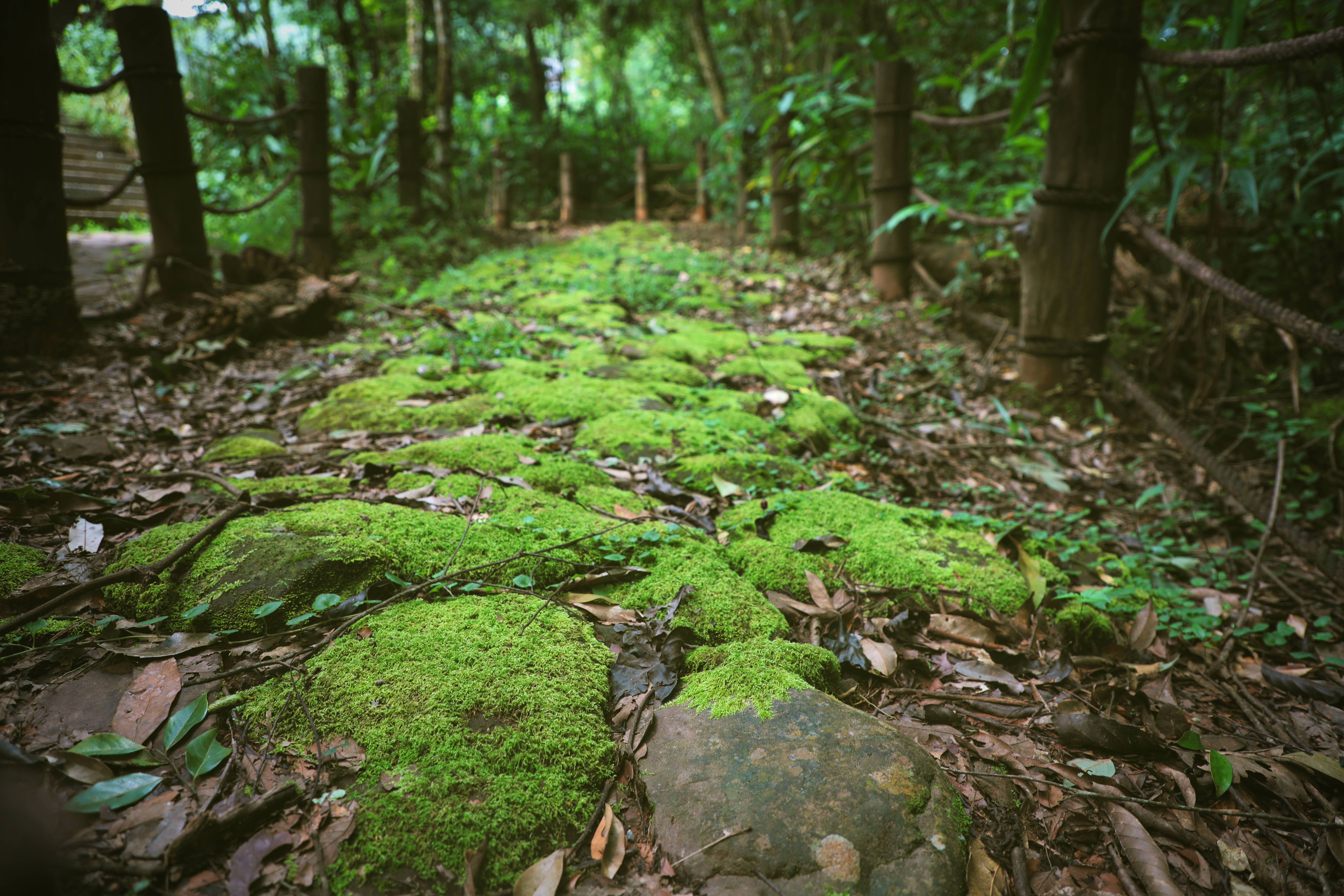 光唱歌就能给村里分红,曾祭人头的神秘佤族,走进你不知道的云南