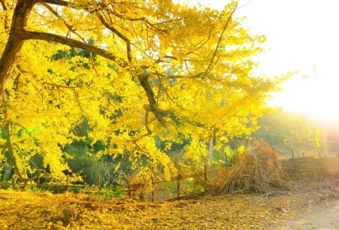 秋在广东很珍贵，若不细心寻找，它便静静地离开了