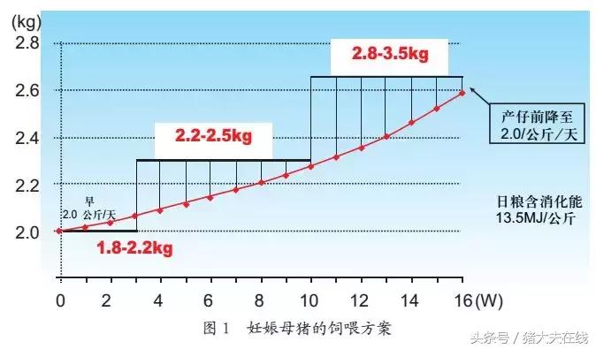 妊娠母猪饲养管理示意图,妊娠母猪饲养管理视频