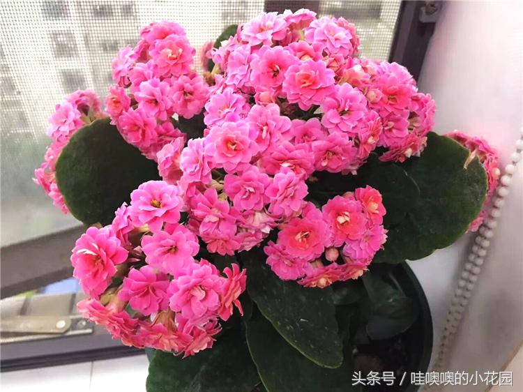 长寿花花后修剪了导致枯萎,长寿花花开谢了怎么剪掉