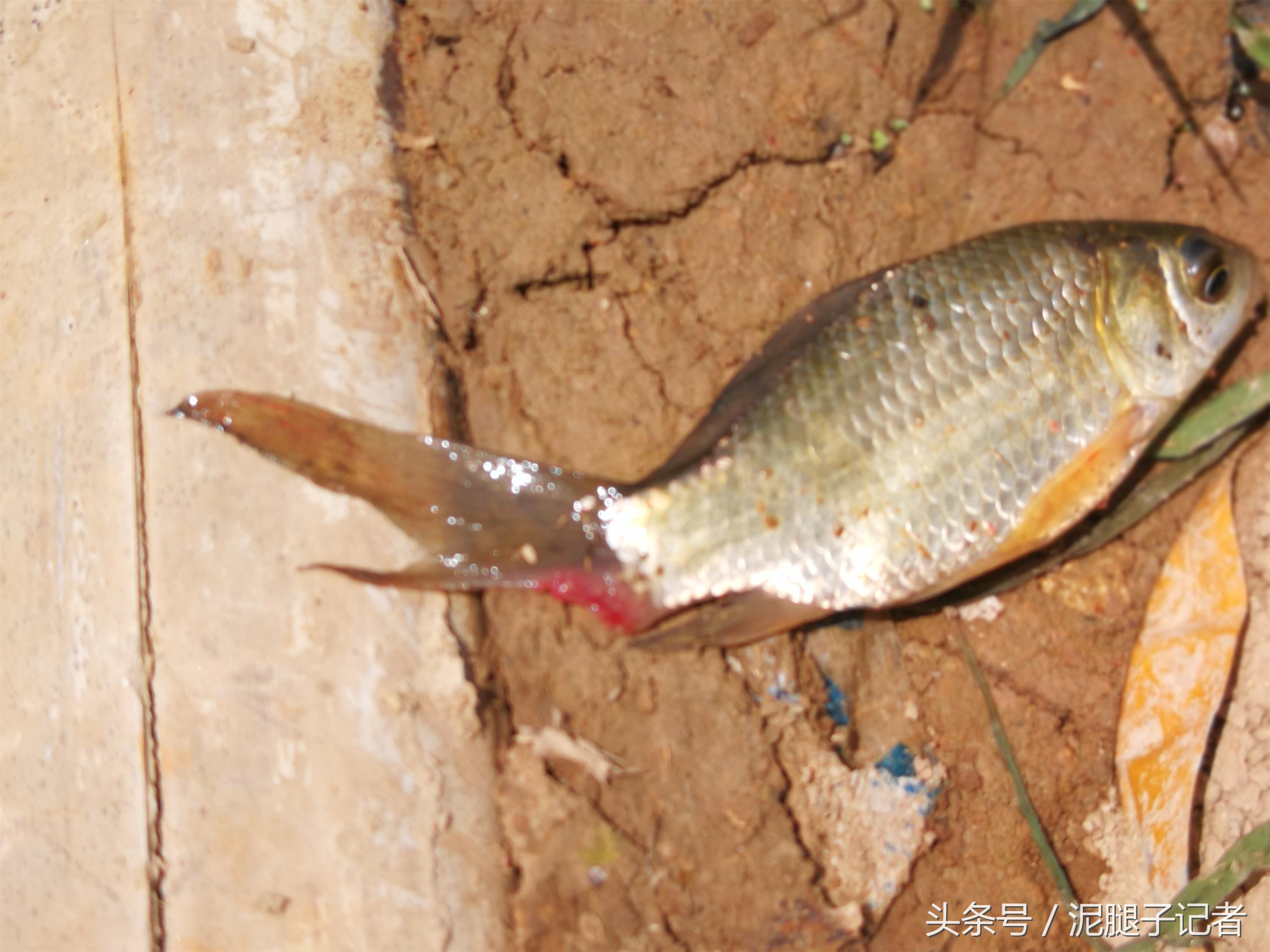 小河沟野钓能遇到什么鱼,野河沟钓鱼钓到珍稀鱼