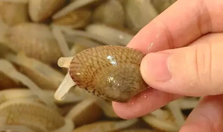 火爆花甲最正宗的做法,火爆花甲教程香辣