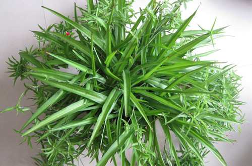 刚装修的房子里放洋葱能除甲醛吗,用洋葱可以除甲醛吗效果怎么样