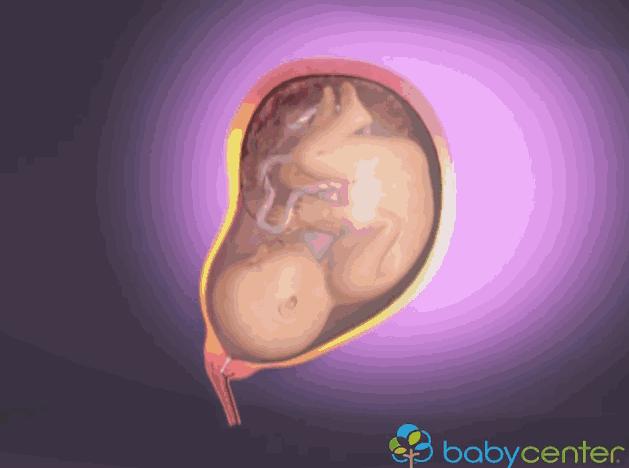 3d模拟受孕过程,3d模拟孕妇变化