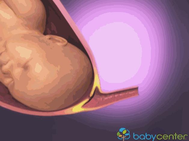 3d模拟受孕过程,3d模拟孕妇变化