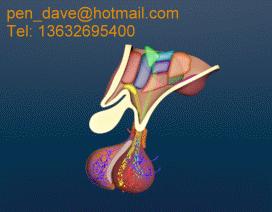 医学插画插图,医学插画sci