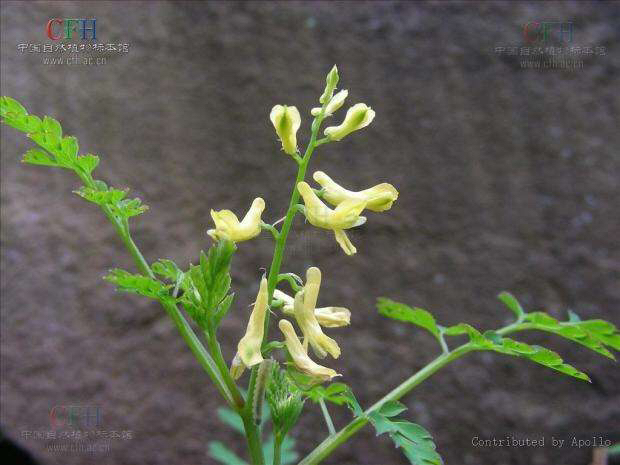 蛇果黄堇价格,中药材蛇果黄堇