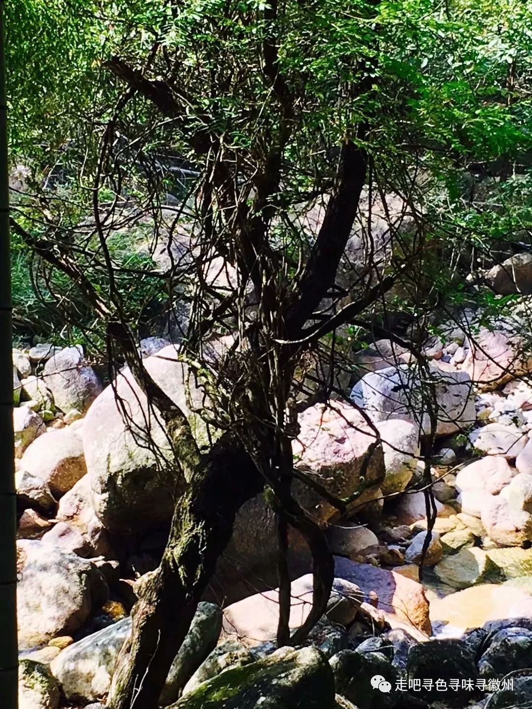 竹海扬波，溪山飞瀑｜心花开放在幽篁里