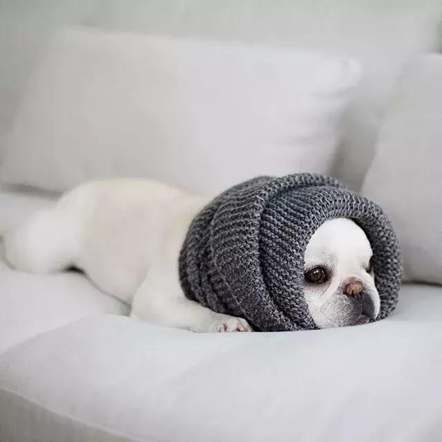 20秒转狗40圈！这家网红店，求求你放过狗吧！