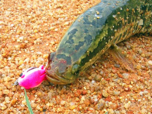 雷强怎么选钓点,雷强钓法最佳配方