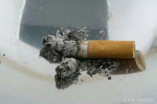 养花不开花能用阿司匹林,花卉黄叶可用阿司匹林吗