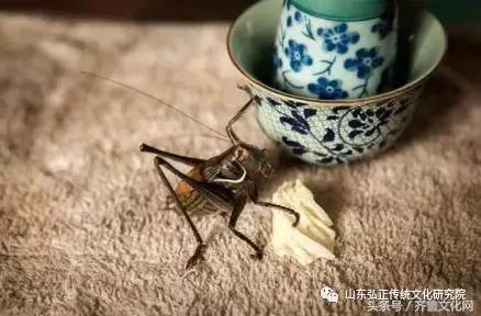 养蝈蝈好处与坏处,养蝈蝈要注意什么