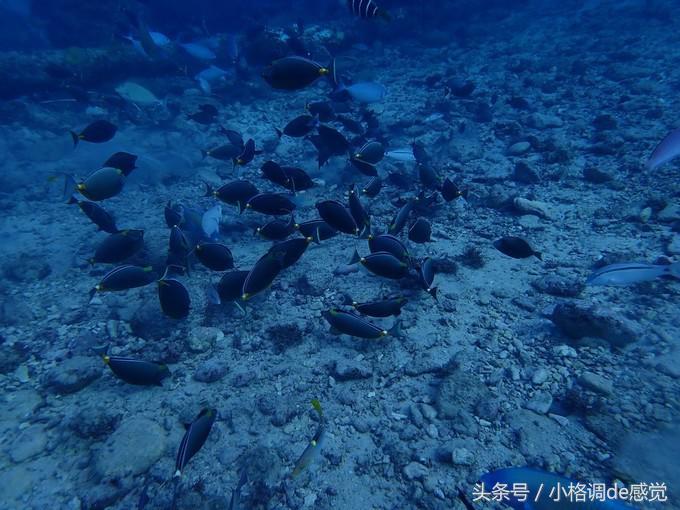 塞班岛自由行全攻略,带你上天下海游遍全球不是梦