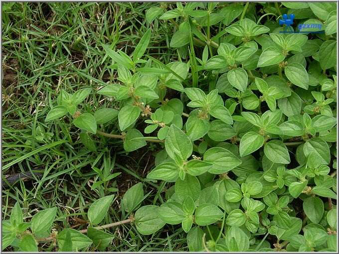 中药雾水葛功效与作用,雾水葛功效