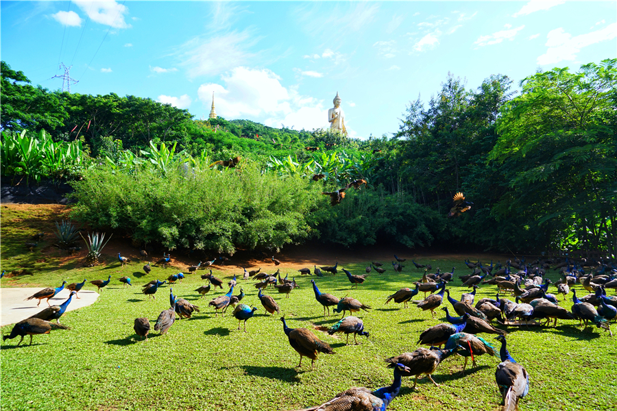 秀丽神奇的西双版纳完整版,云南西双版纳神奇的地方