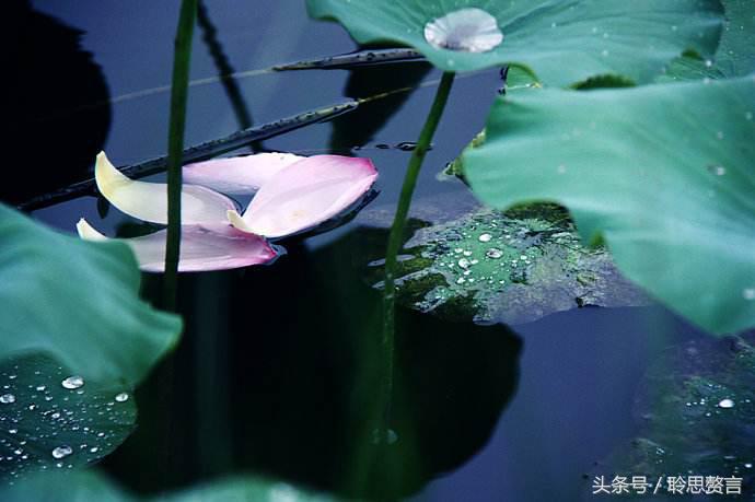 采莲诗词大全100首,江南可采莲莲叶何田田诗歌鉴赏