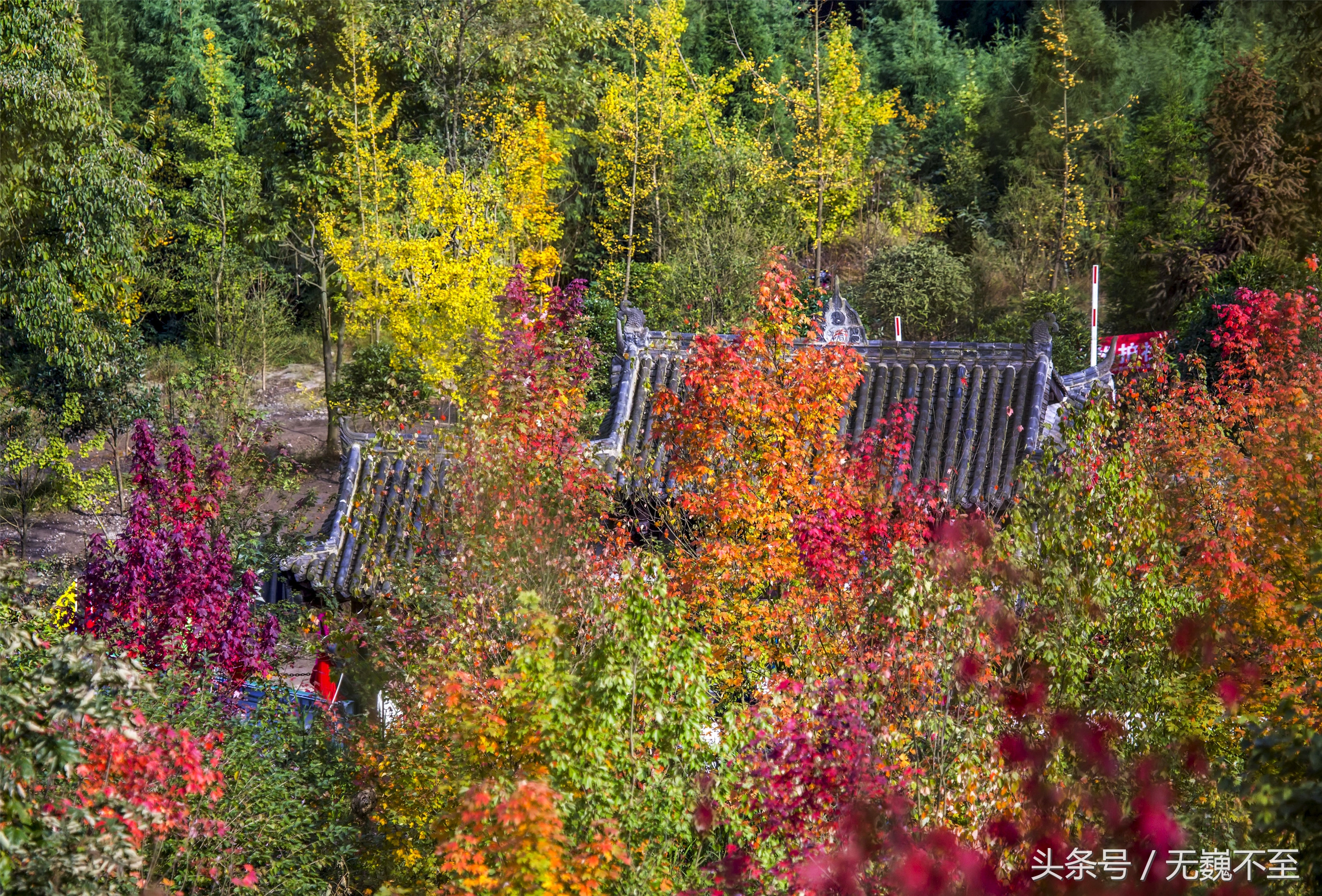 川西红枫岭赏红叶美景,成都红枫岭