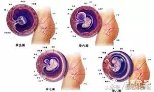 胎儿发育过程图3d动画,胎儿发育过程图水果