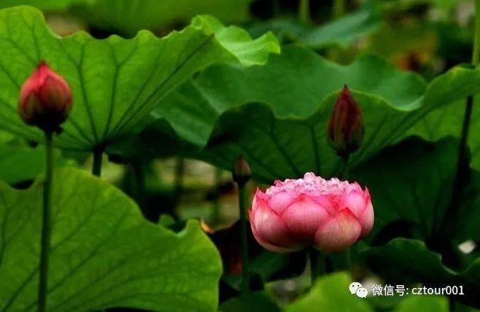 常州免费十大景区一日游路线推荐,常州旅游十大景区有哪些
