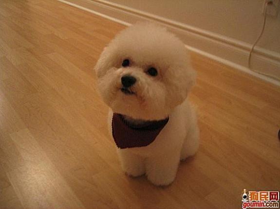 各种狗狗搞笑视频集锦,狗狗集锦