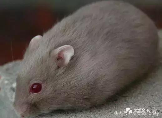 仓鼠中记忆强大的仓鼠品种,布丁仓鼠和三线仓鼠为什么会打架