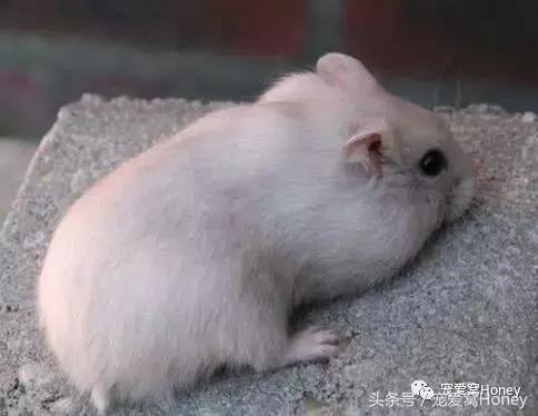 三线仓鼠和银狐仓鼠一起养可以吗,紫仓仓鼠和三线仓鼠哪个仓鼠更好