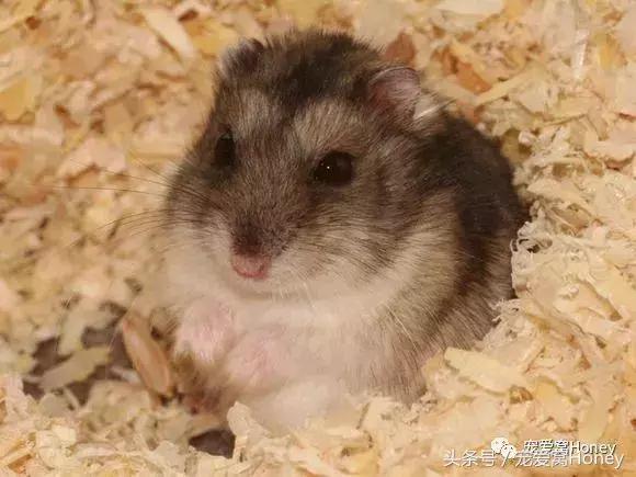 仓鼠中记忆强大的仓鼠品种,布丁仓鼠和三线仓鼠为什么会打架