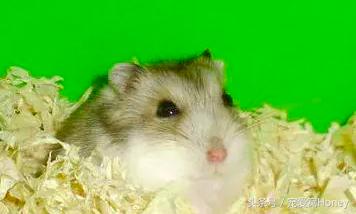 三线仓鼠和银狐仓鼠一起养可以吗,紫仓仓鼠和三线仓鼠哪个仓鼠更好