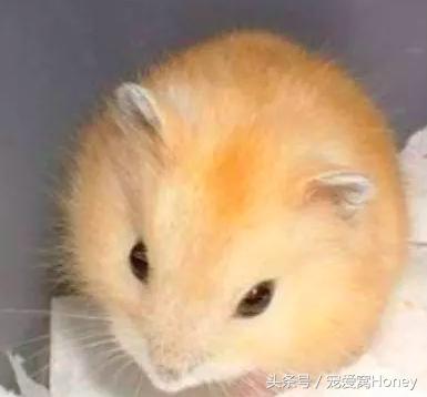 仓鼠中记忆强大的仓鼠品种,布丁仓鼠和三线仓鼠为什么会打架