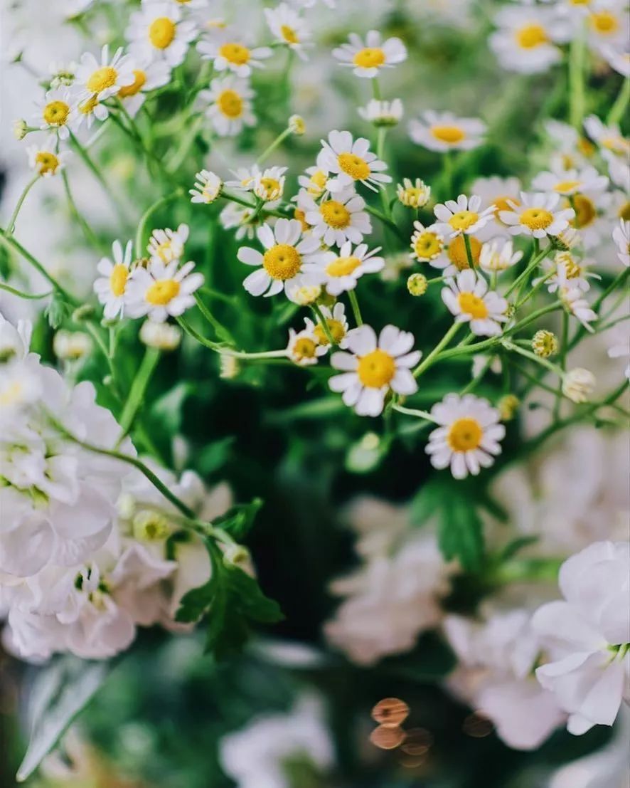 适合敏感肌的湿敷水洋甘菊,洋甘菊纯露修复敏感肌反馈