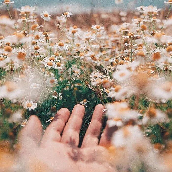 适合敏感肌的湿敷水洋甘菊,洋甘菊纯露修复敏感肌反馈