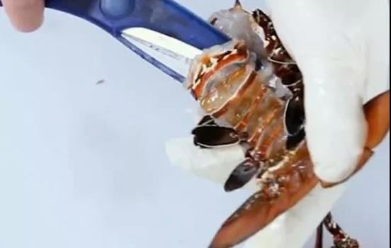 如何处理龙虾才是正确方法,龙虾活虾怎么处理最快又干净