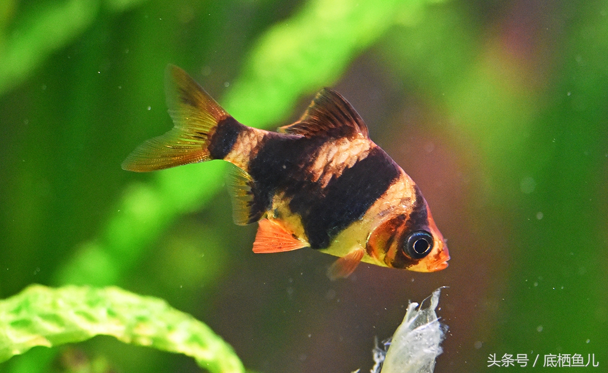 混养缸霸的利弊,不小心把鱼缸弄坏了怎么办