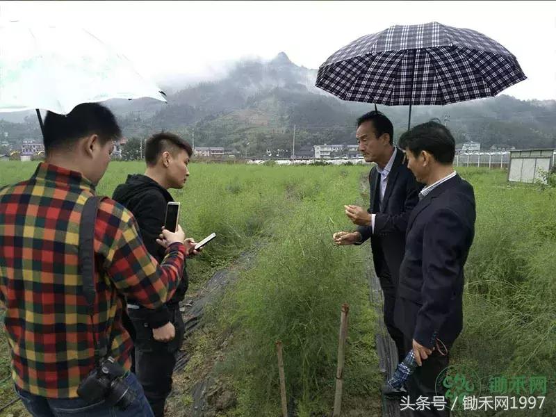 陈光宇宣传大棚芦笋种植技术视频,芦笋之父陈光宇