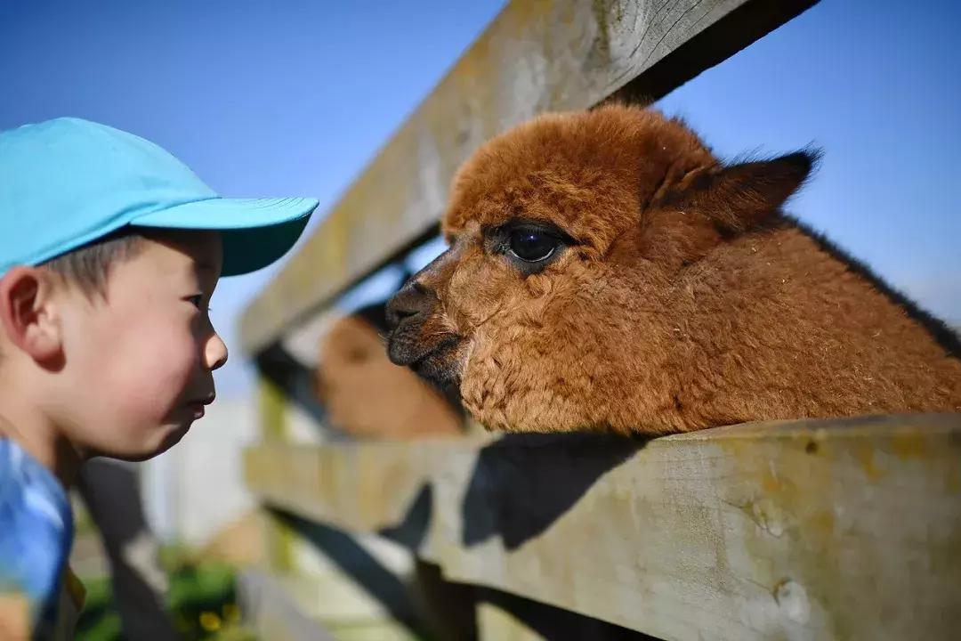 有超大草坪的庄园,大型生态农场庄园10万亩