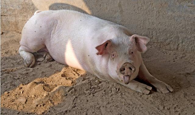 腹泻猪如何护理,猪腹泻打什么针