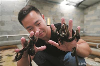 广西柳江水蛭养殖场,广西养殖蚂蟥致富新闻