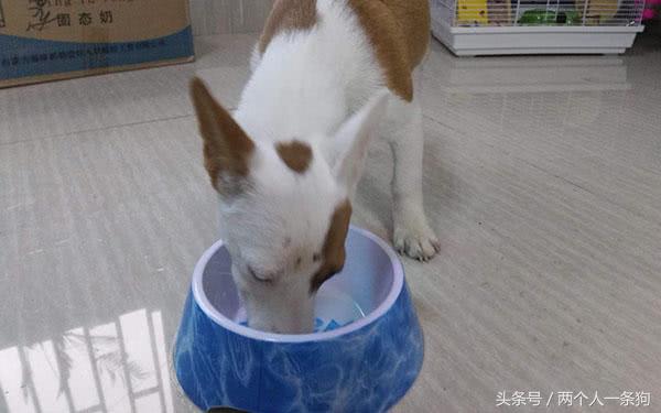 狗狗幼犬换粮期的正确方法,狗狗换粮期的正确方法